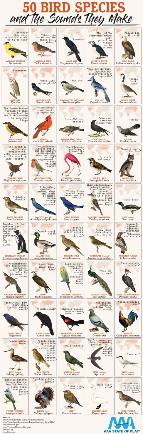 50-bird-species-sounds-they-make